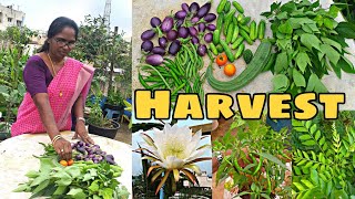 ఇవాళ మన మిద్దె తోటలో చేసిన చిన్న హార్వెస్ట్|| Small harvest in our terrace garden||