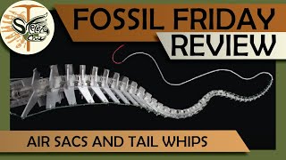 Air sacs and tail whips! Fossil Friday Review Ep. 3 | December 23, 2022