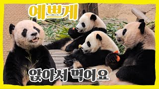 [바오패밀리 함께바오] Ep.116 이쁘게 앉아서 마디께 먹기♡ | Panda World