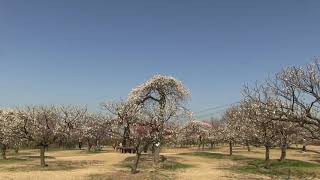 神崎梅園