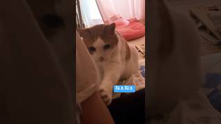 ご飯のおねだり #shorts #animal #cat #ねこ #ねこ動画 #猫