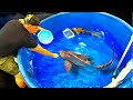 TWO SHARKS & KILLER OCTOPUS -Hand feeding our new pets