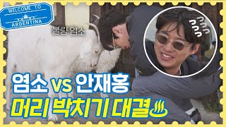 불량염소vs안재홍(An Jae-hong) ♨머리 박치기 대결♨ 승자는? 트래블러 아르헨티나(travelerargentina) 9회