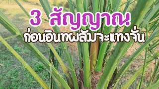 3 สัญญาณ ก่อนอินทผลัมจะแทงจั่น