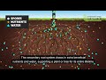 mycorrhizal fungi animation