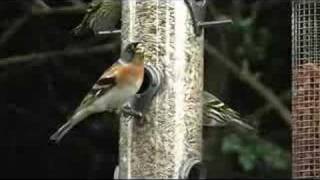 Brambling (Fringilla montifringilla)