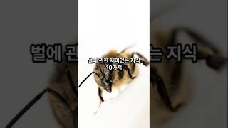 벌에 관한 재미있는 지식 #벌 #재미 #지식#bee #shorts  #Korea #정보