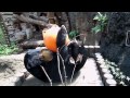 マレーグマのフジ：「窓辺でべろ～ん」（マレーグマ）＠上野動物園 fuji the sun bear enjoy breakfast dscn5629