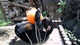 マレーグマのフジ：「窓辺でべろ～ん」（マレーグマ）＠上野動物園 / Fuji the sun bear enjoy breakfast - DSCN5629