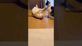 【ヤンキーに絡まれる猫】 #ねこどうが #funnycat #喧嘩上等