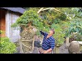 Memulihkan Bonsai Ficus King Of The King/Restoring Ficus Bonsai King Of The King