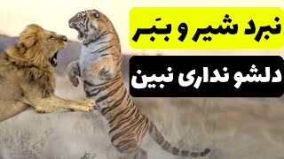 مبارزه شیر و ببر | اگه دلشو نداری نبین