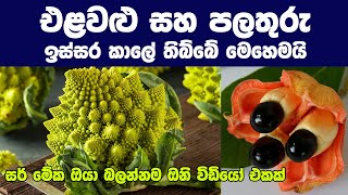 එළවළු සහ පලතුරු කාලයත් එක්ක වෙනස් උන හැටි - Fruits and Vegetables Changes Throughout History