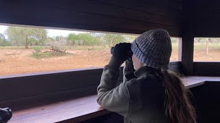 An introduction to mkuze game reserve