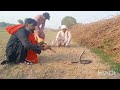 black cobra snake bite the jogi durnig snake hunting nagmani king cobra jogi amazing video