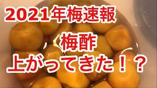 梅干し途中経過！梅酢の上がり具合、色、など漬けてから10日目。2021年今年の梅干しは今の所順調です！