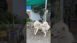 Husky first time with Samoyed for mating #husky #samoyed #mating