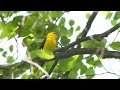 bird chirping sound 24 hours no music stress relief calming sounds birds chirping