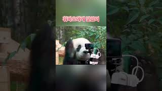 휘바오에게 맞았어I got hit by Hui Bao#panda #판다 #huibao #후이바오 #everland #funny #cute