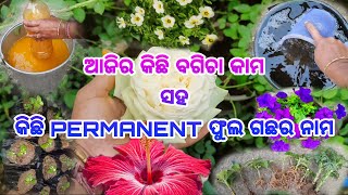 କିଛି PERMANENT ଫୁଲ ଗଛର ନାମ ll ବଗିଚାରେ କ'ଣ କାମ କଲି ll ଲଗେଇଥିବା ଡାଳରେ କେମିତି ଚେର ଆସିଛି ll FERTILIZER