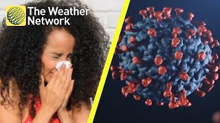 Is it COVID or allergies? Here's how to tell