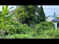 Cut down the overgrown trees in the abandoned house - Clean up like crazy