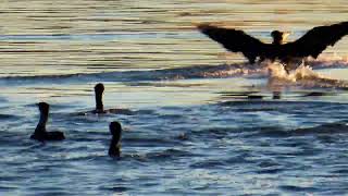 ウ_17_大群_多摩川_Great Cormorant_4K