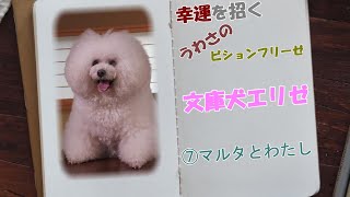 幸運を招くうわさのビションフリーゼ文庫犬エリゼ⑦マルタとわたし