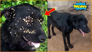 Removing All Ticks From Dog - The poor stray dog is infested with dog ticks. Here’s how to handle it