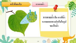 การคายน้ำของพืช ชั้นประถมศึกษาปีที่ 4