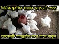 কিছু টা কমেছে বয়লার মুরগির দাম ২৮ ১১ ২০২৪ বয়লার ও সোনালী মুরগির পাইকারি বাজার 28 november 2024