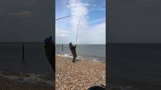 Catching a Thornback Ray on a Yuki Saiko A9 using a dongle rig