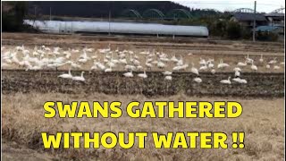 Why Swans are gathering without water?@BELsJapan