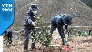 [날씨] 온난화로 식목일 3월로 당기고 공휴일 검토 / YTN