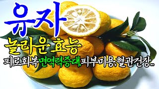 ☞유자의 놀라운 효능【비타민C레몬3배,칼슘은바나나10배,피부와혈관,뼈에좋은~】