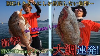 衝撃!! 500mmネクタイでまさかの大鯛連発!! BIGネクタイパターンが存在した!?【タイラバ】