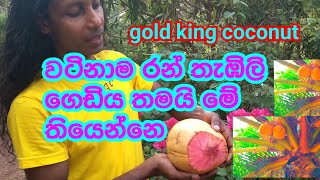 රන් තැඹිලි |  Ran thabili | gold king coconut .