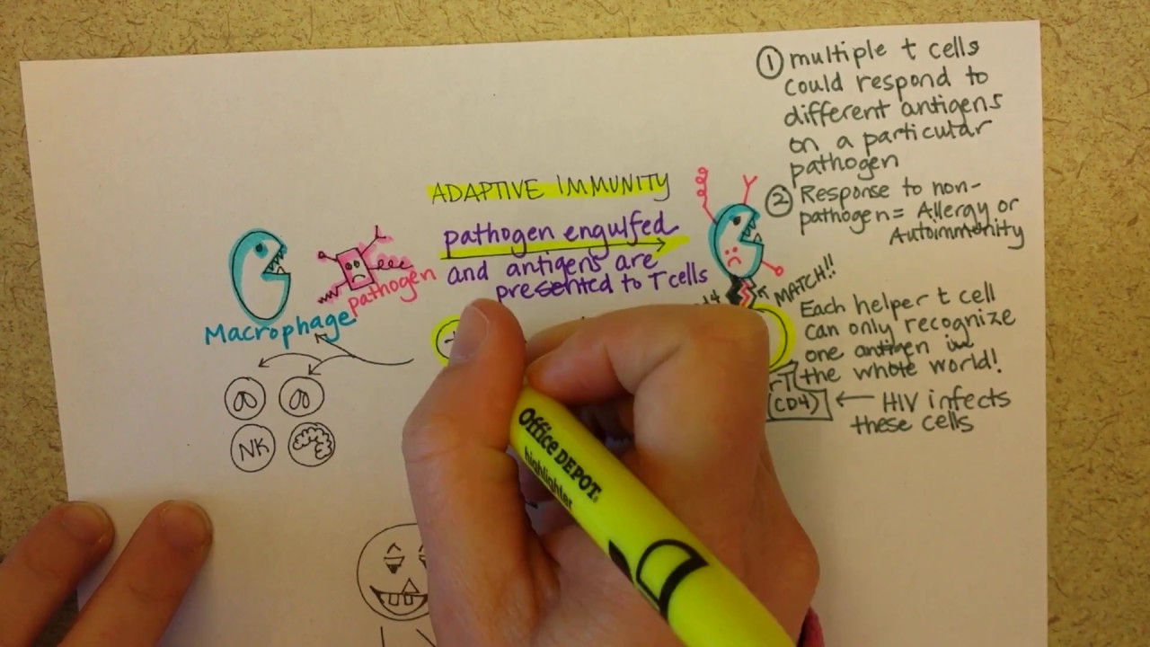 Adaptive Immunity Part 1 Youtube
