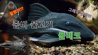 죽었다 살아나는 좀비 물고기 Zombie fish that's dead and comes to life