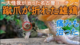 蹴爪が折れたニワトリ～名古屋コーチン雄鶏は大出血した足の大怪我が治る～