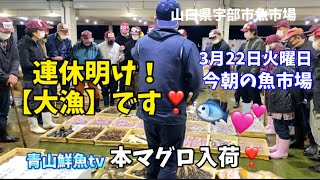 【大漁】【萩産天然本まぐろ入荷】【魚市朝セリ】今朝の魚市場3月22日火曜日の水揚げ状況