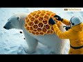 the incredible story of a polar bear s rescue overcoming barnacles u0026 caterpillars against all odds😱