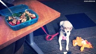 'Take Your Dog to Work' Day at HLN Now!