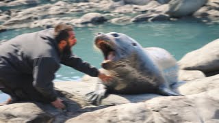 When Leopard Seals Attack Humans!