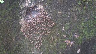 蜜蜂群防禦虎頭蜂攻擊 Honeybee colony defends against hornet attack