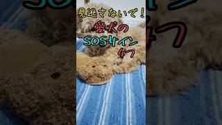 愛犬のSOSサイン4つ紹介#犬#shorts