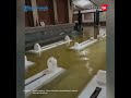 penampakan 2 ular raksasa sowan di makam sunan kalijaga saat banjir demak juru kunci ungkap fakta