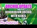 Dendrobium Orchid full of keikis