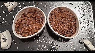 Karale Chutney | कारळे खुरसणी ची चटणी | Niger Seeds Chutney | कारळयाची चटणी  |  Ishwari's Kitchen