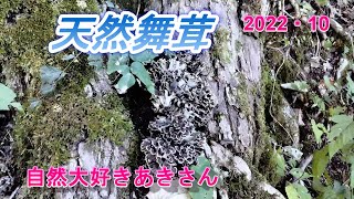 【天然舞茸】北陸白山麓2022年10月